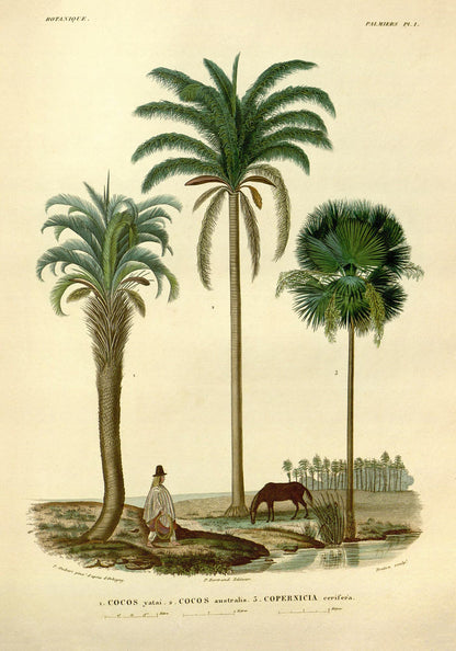 Palm Cocos Tree Poster