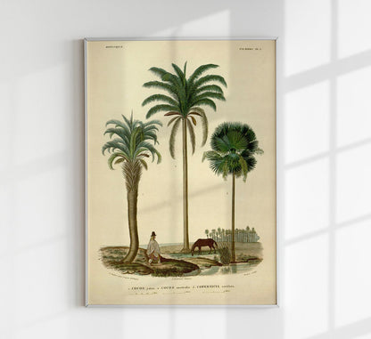 Palm Cocos Tree Poster