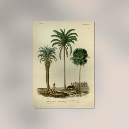 Palm Cocos Tree Poster