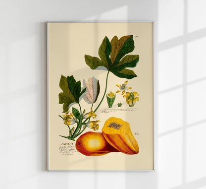 Papaya Vintage Poster