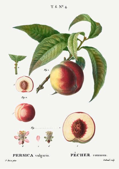 Peach Persica Comum Vintage Poster