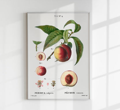 Peach Persica Comum Vintage Poster