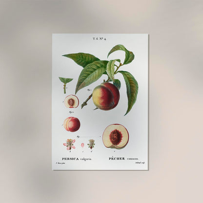 Peach Persica Comum Vintage Poster