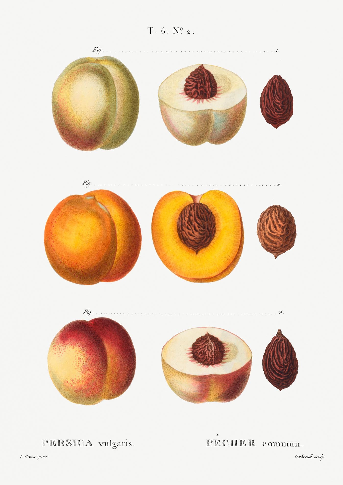 Peach Persica Vulgaris Chart