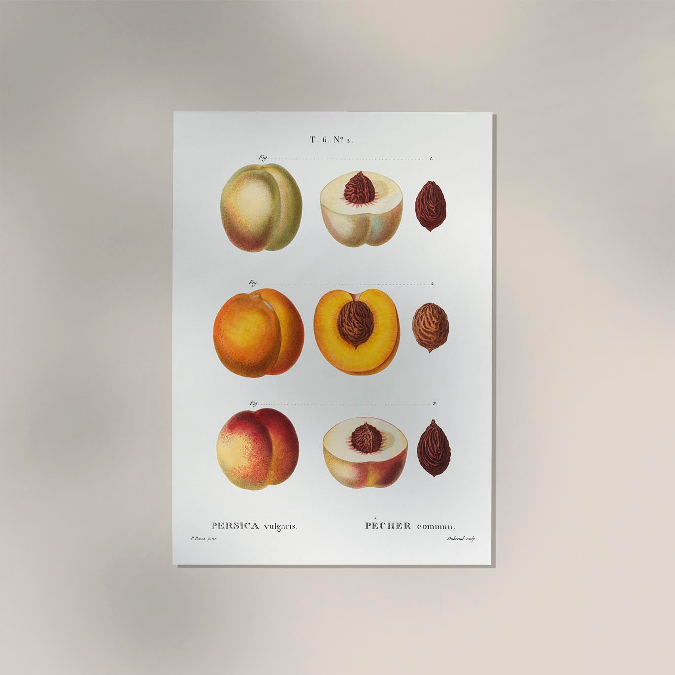 Peach Persica Vulgaris Chart