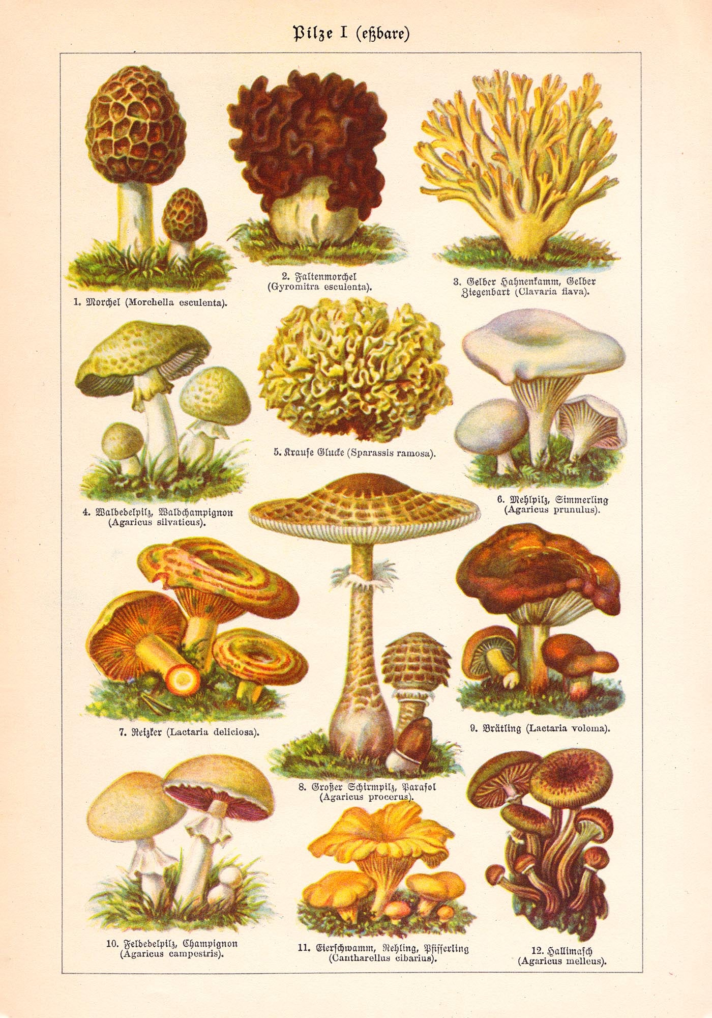 Vintage Mushrooms Chart I - Pilze I