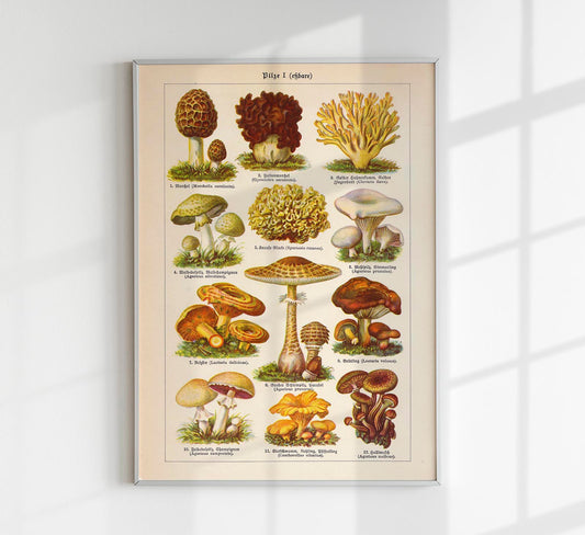 Vintage Mushrooms Chart I - Pilze I