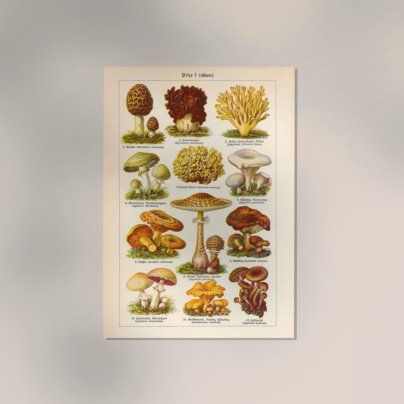 Vintage Mushrooms Chart I - Pilze I