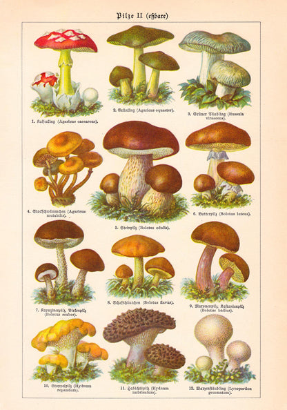 Vintage Mushrooms Chart II  - Pilze II