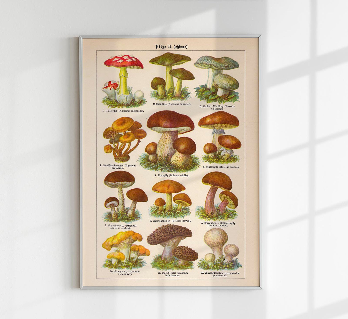 Vintage Mushrooms Chart II  - Pilze II