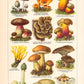 Vintage Mushrooms Chart III - Pilze III