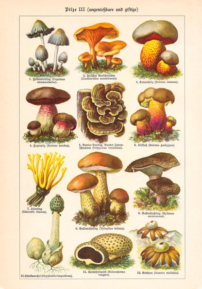 Vintage Mushrooms Chart III - Pilze III