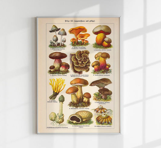 Vintage Mushrooms Chart III - Pilze III