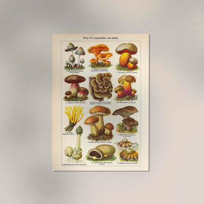 Vintage Mushrooms Chart III - Pilze III