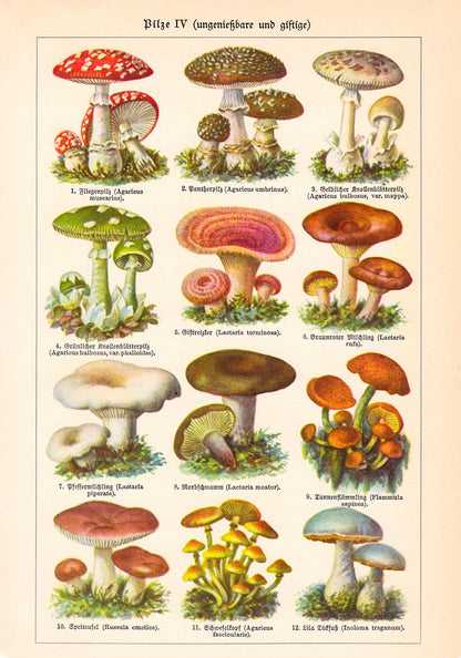 Vintage Mushrooms Chart IV - Pilze IV