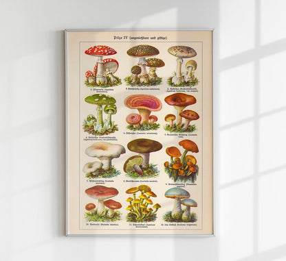 Vintage Mushrooms Chart IV - Pilze IV