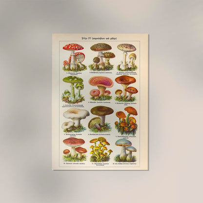 Vintage Mushrooms Chart IV - Pilze IV