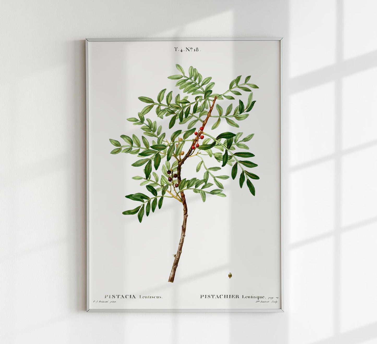 Pistachio Plant Poster