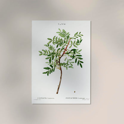 Pistachio Plant Poster