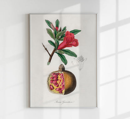 Pomegranate Kitchen Poster