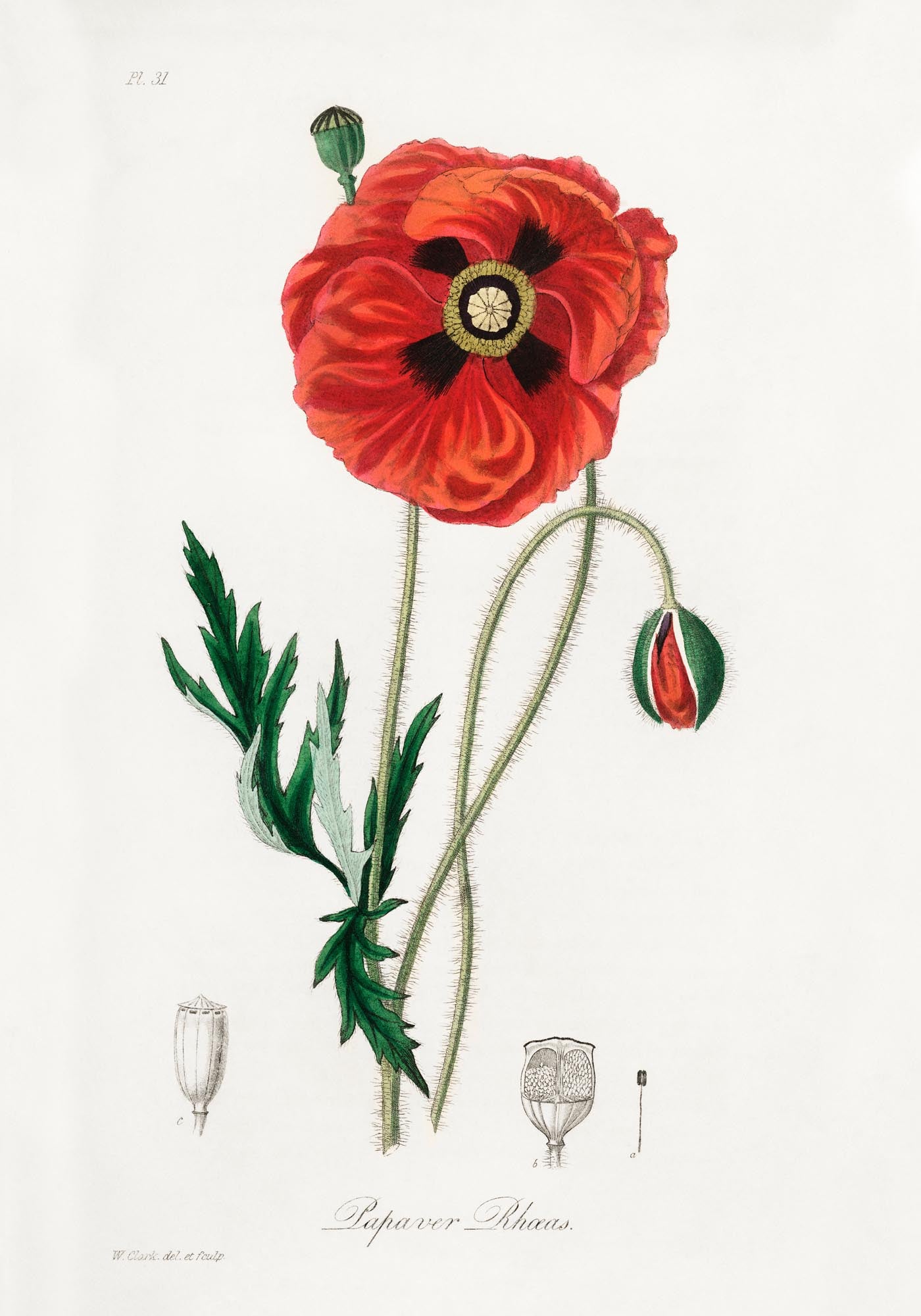 Poppy Flower Poster