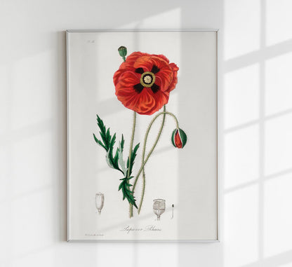 Poppy Flower Poster