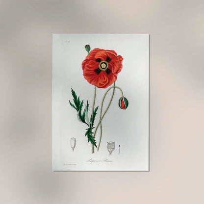 Poppy Flower Poster