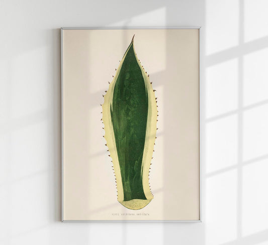 Agave Variegata - Rare Leaves Poster