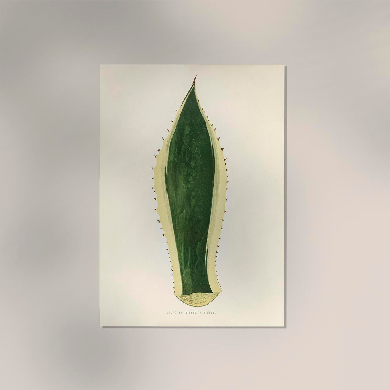 Agave Variegata - Rare Leaves Poster