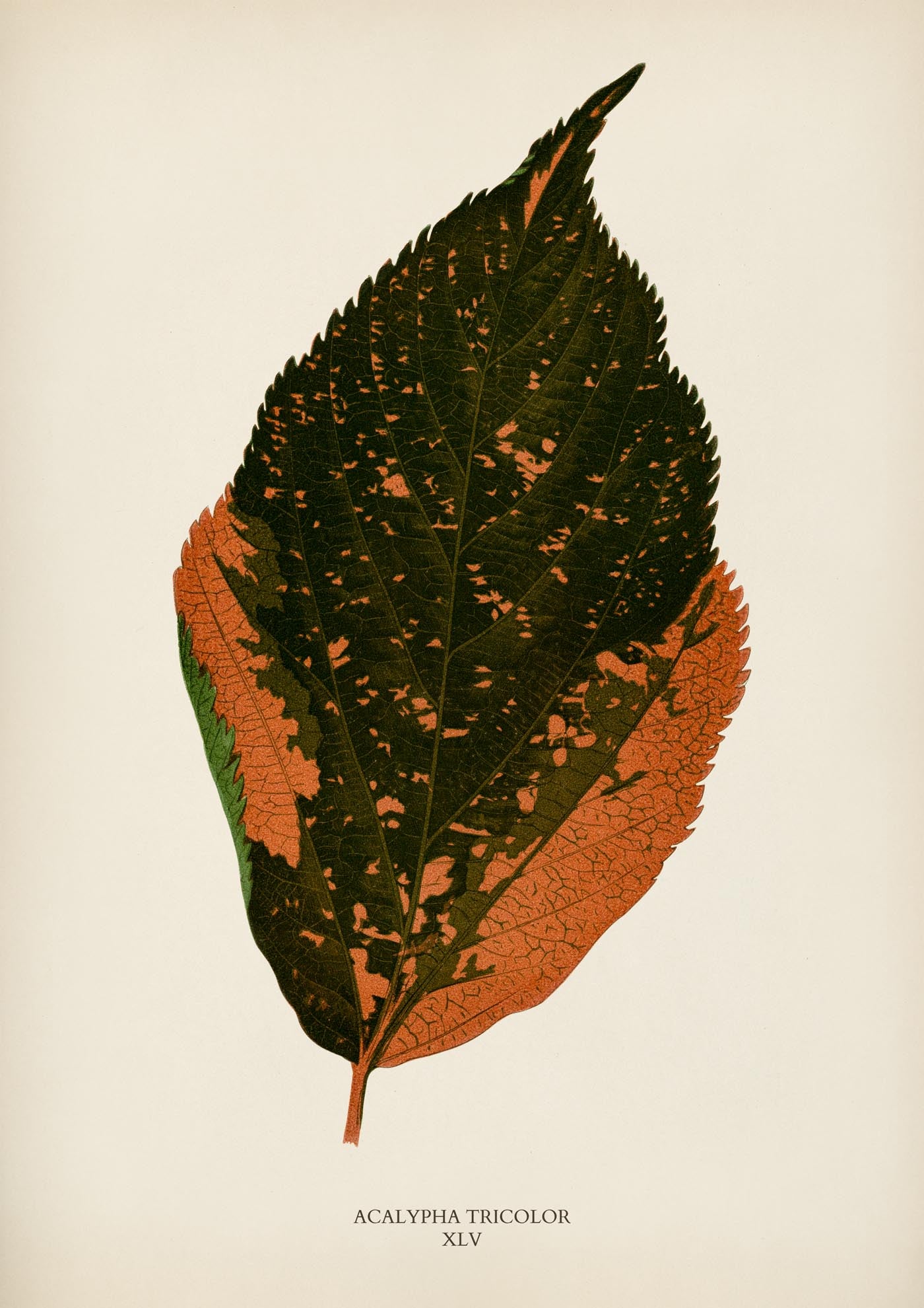 Acalypha Tricolor - Rare Leaves Poster