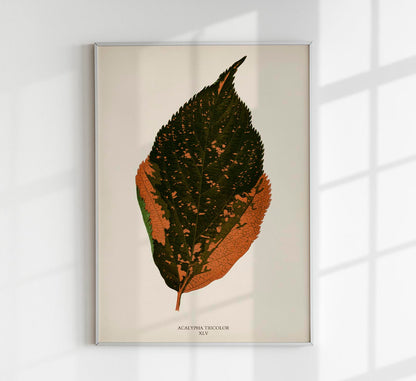 Acalypha Tricolor - Rare Leaves Poster