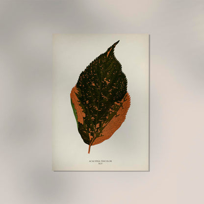 Acalypha Tricolor - Rare Leaves Poster