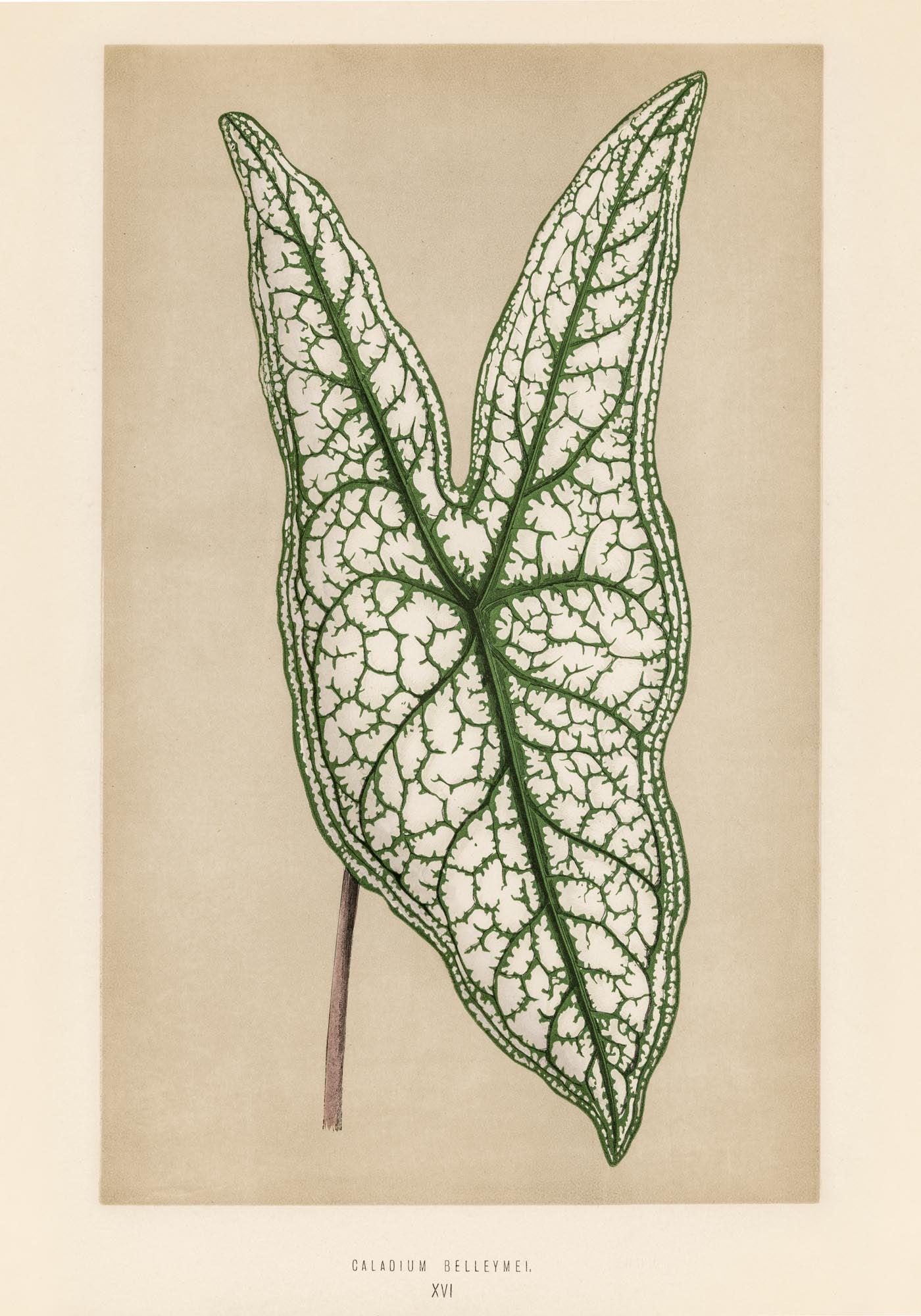 Caladium or Heart of Jesus - Rare Leaves Poster