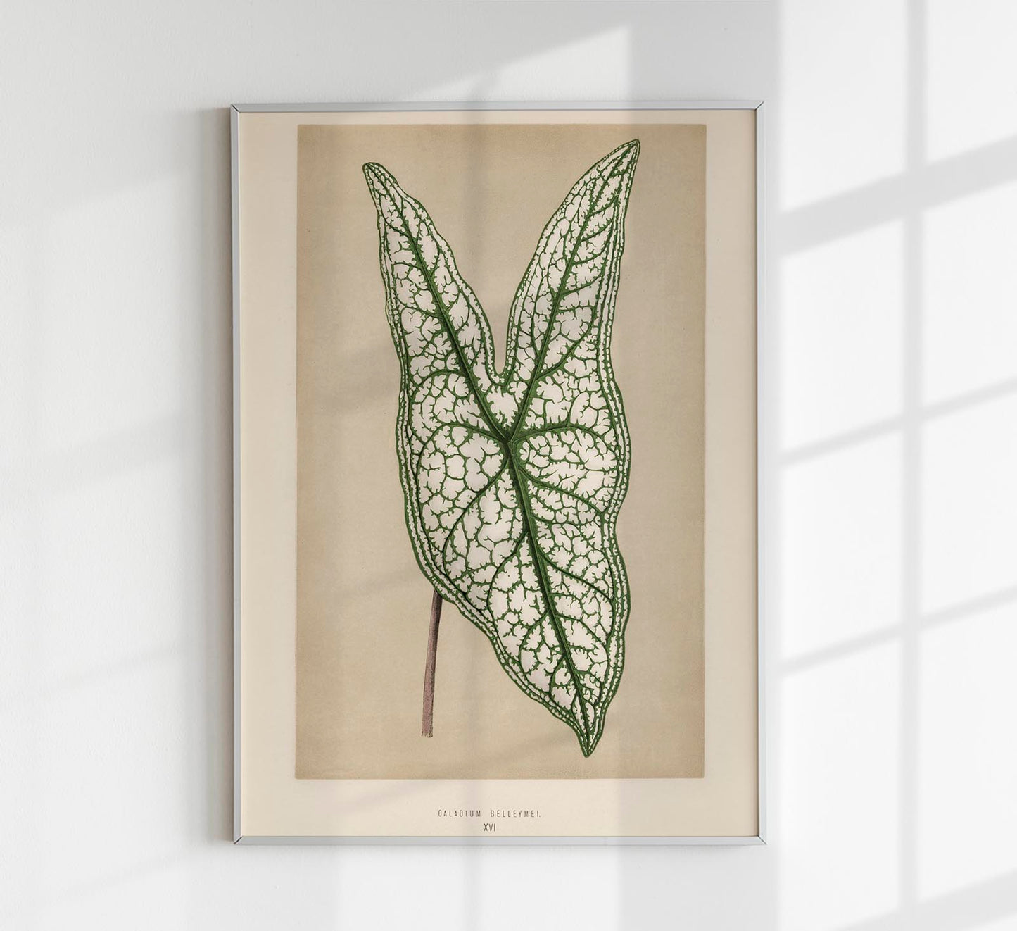 Caladium or Heart of Jesus - Rare Leaves Poster