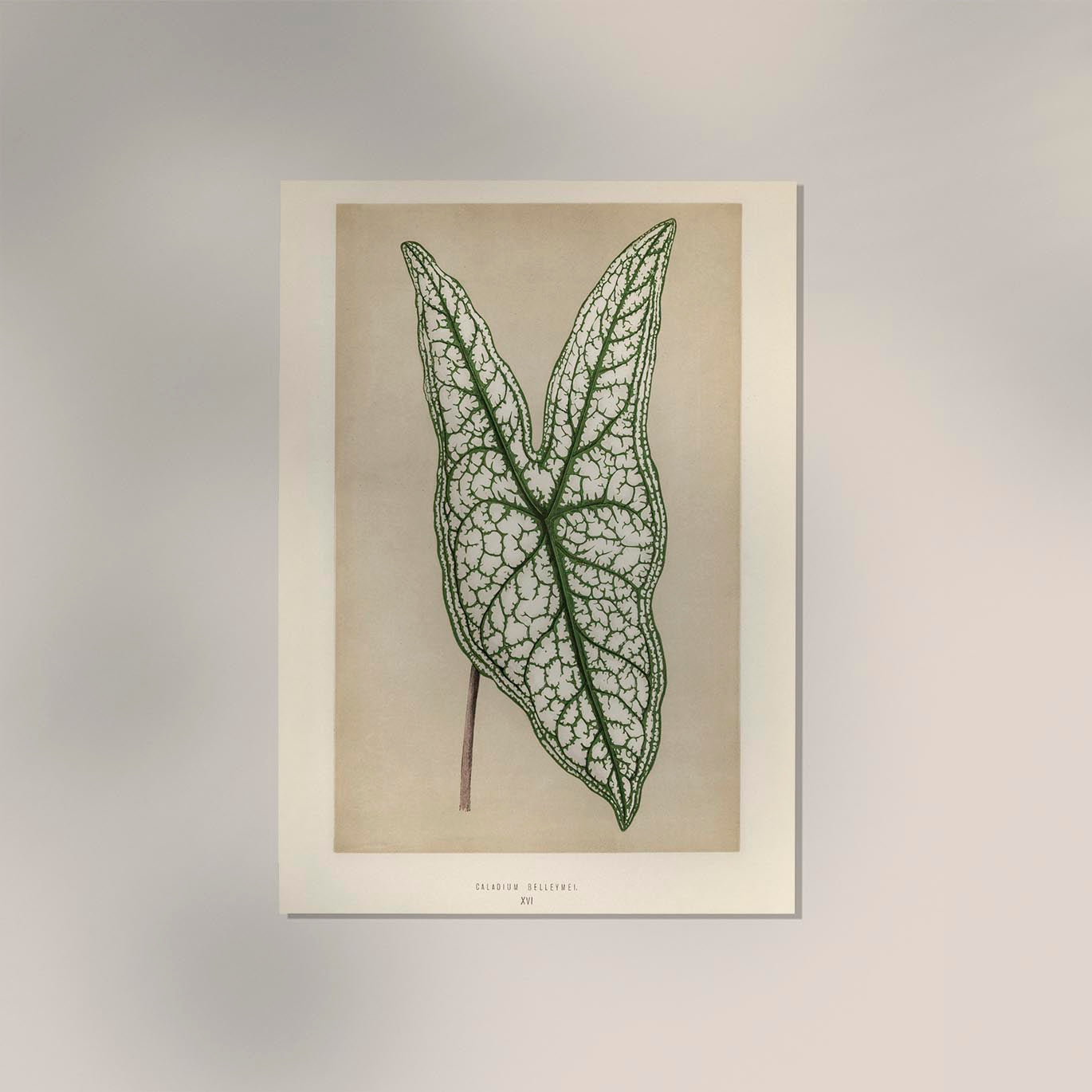 Caladium or Heart of Jesus - Rare Leaves Poster