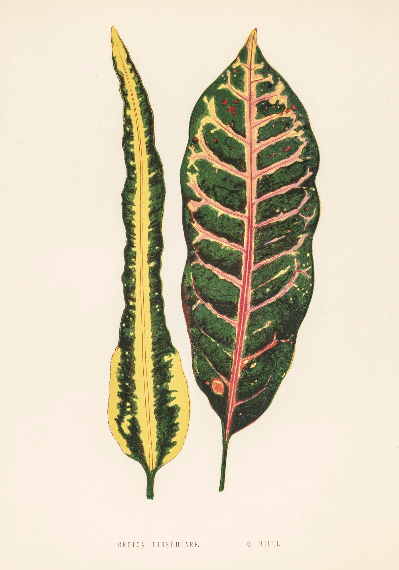 Croton Irregulare - Rare Leaves Poster