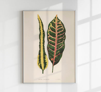 Croton Irregulare - Rare Leaves Poster