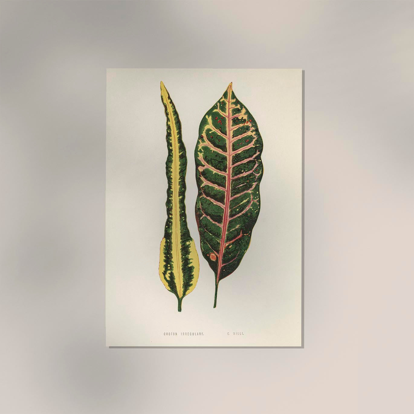 Croton Irregulare - Rare Leaves Poster