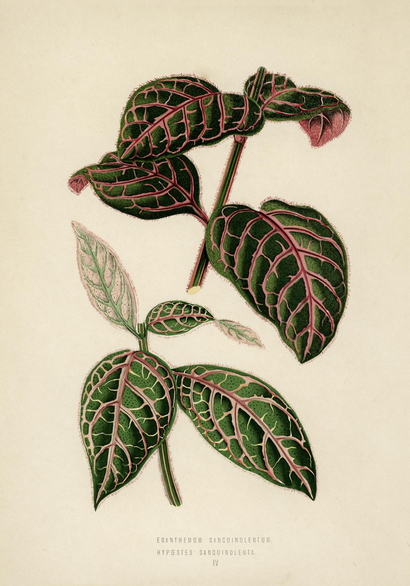 Eranthemum Sanguinolentum - Rare Leaves Poster