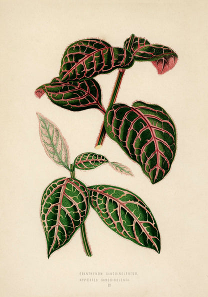 Eranthemum Sanguinolentum - Rare Leaves Poster