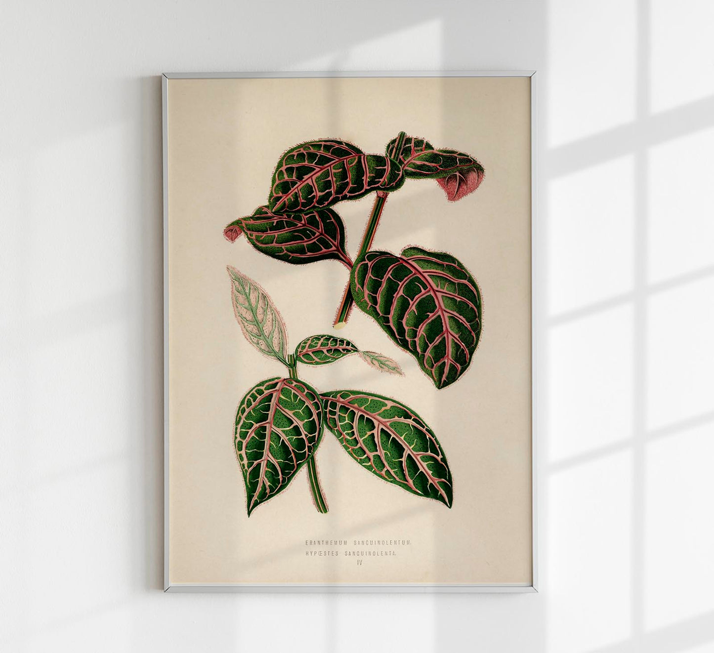 Eranthemum Sanguinolentum - Rare Leaves Poster