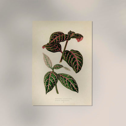 Eranthemum Sanguinolentum - Rare Leaves Poster