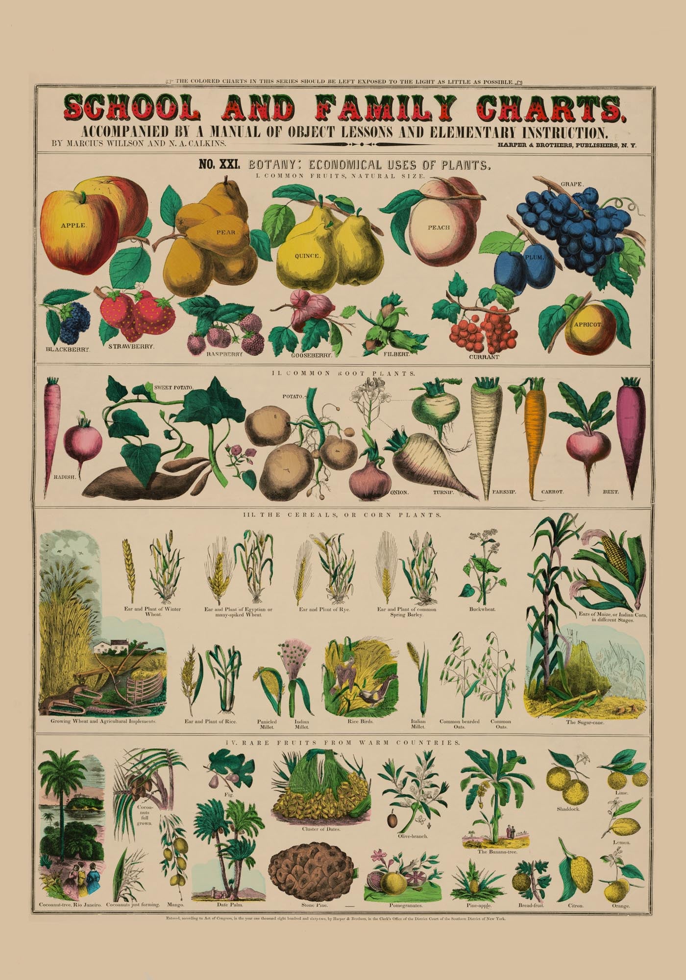 Botanical School and Family Chart