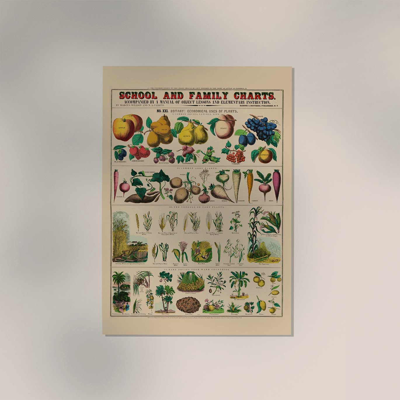 Botanical School and Family Chart