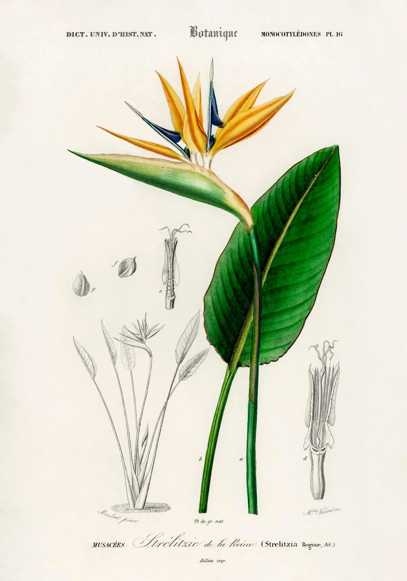 Strelitzia Flower Botanical Poster