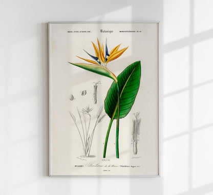 Strelitzia Flower Botanical Poster