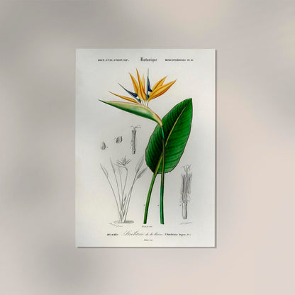 Strelitzia Flower Botanical Poster