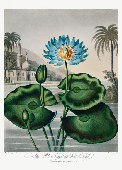 Flower Print Egyptian Water Lilly Temple of Flora