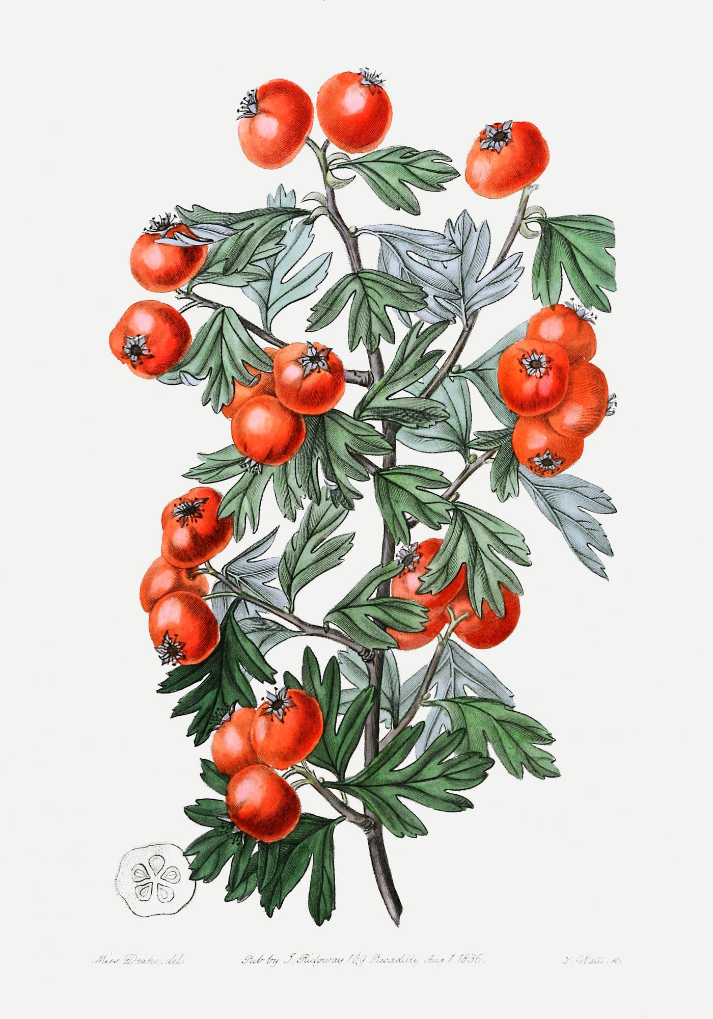 Tomatoes Botanical Poster