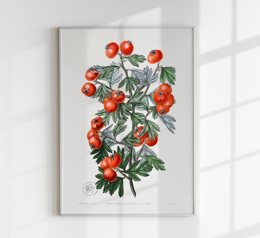 Tomatoes Botanical Poster